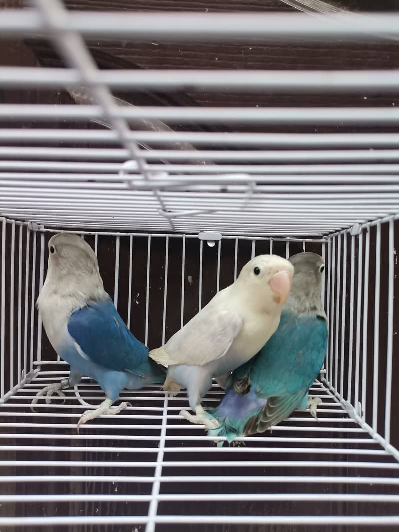 Blue2 Fisher | Blue2 Pastel | Lovebird 1