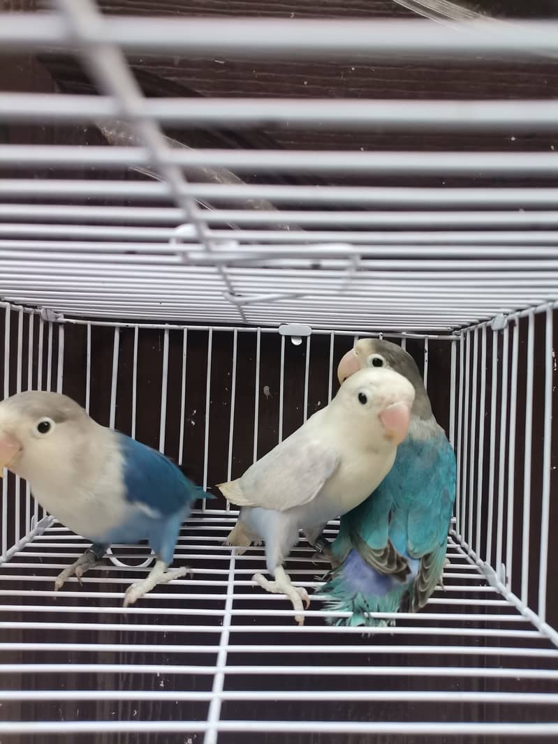 Blue2 Fisher | Blue2 Pastel | Lovebird 2