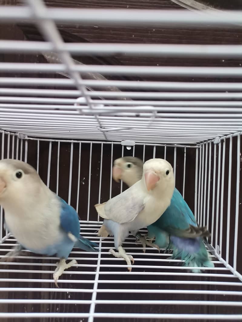 Blue2 Fisher | Blue2 Pastel | Lovebird 3