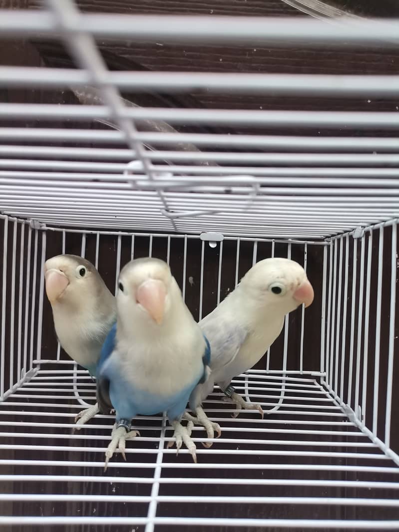 Blue2 Fisher | Blue2 Pastel | Lovebird 4