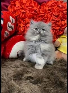 Persian kittens for sale 03287576736 call wahtasp