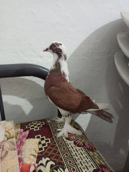 Stunning Fancy Male Pigeon 1