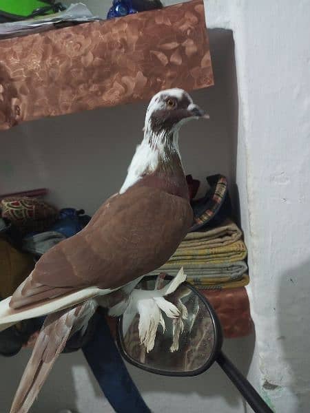 Stunning Fancy Male Pigeon 2