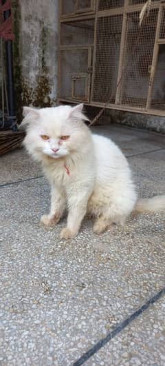 white Persian cat