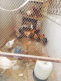 Golden misri starter hens for sale