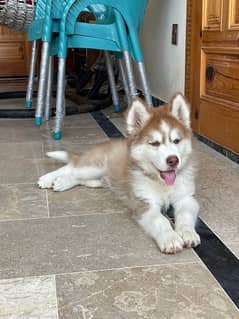 Siberian Husky Wooly Coat puppy