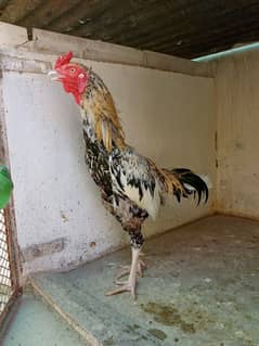 aseel Java male breeder