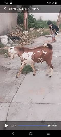 goats for sale