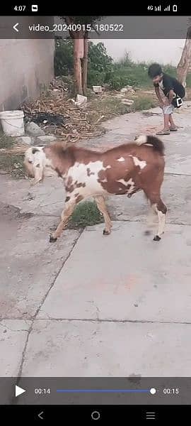 goats for sale 0