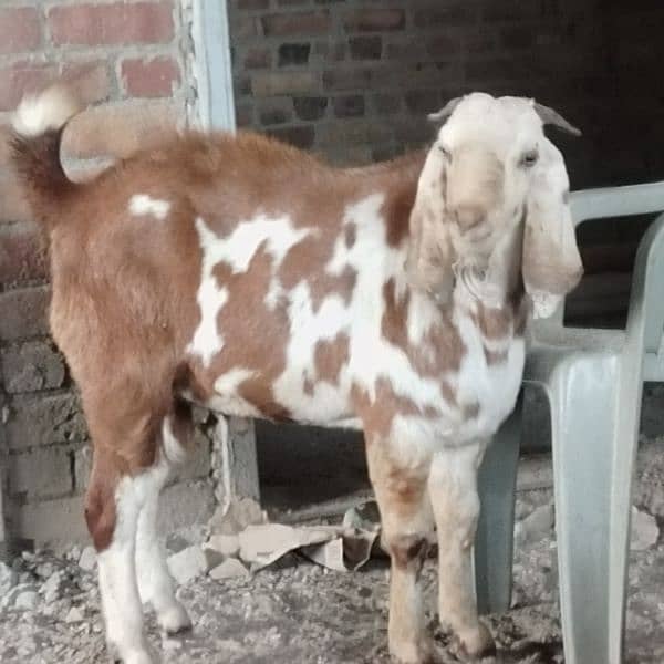 goats for sale 1