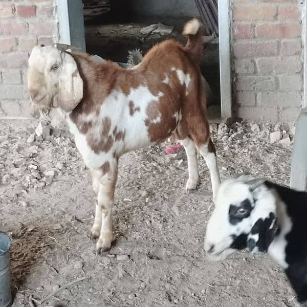 goats for sale 2