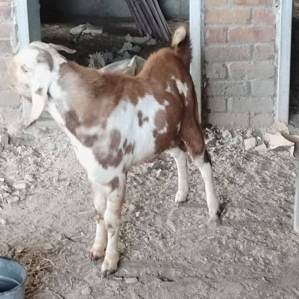 goats for sale 3