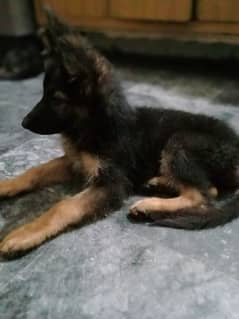 German shepherd female puppy available for sale