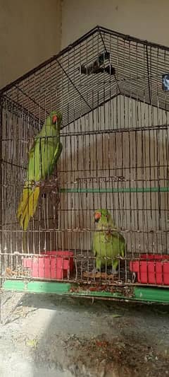 Two female khate parrots