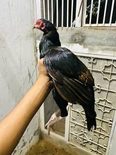 assle hen for sale all ok female