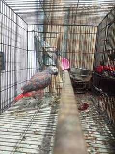 African grey parrot male 0