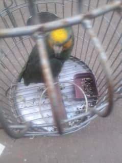 Amozon parrot for sale