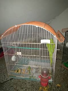 PAKISTANI GREEN PARROT.