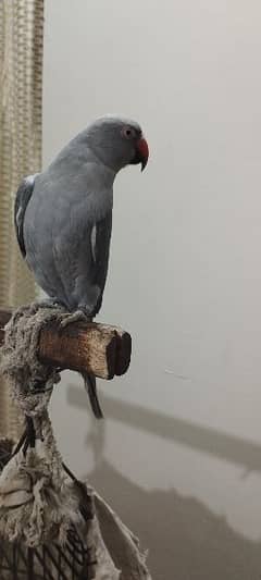 colour Ringneck male and female