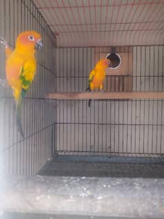 sun conure n Pahari breeder pairs