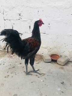 Blue Australorp Heritage Male Cross 0