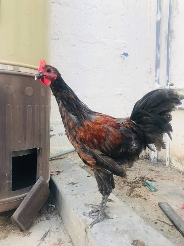 Blue Australorp Heritage Male Cross 1