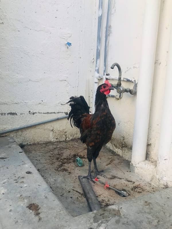 Blue Australorp Heritage Male Cross 2