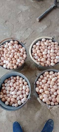 fresh Desi golden eggs 350 per dozen