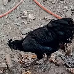 ayam cemani pure black tounge male