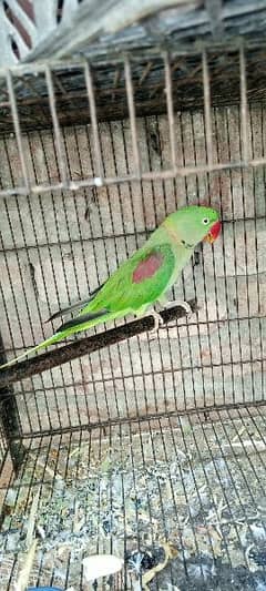 peur kashmiri raw  parrot for sale available