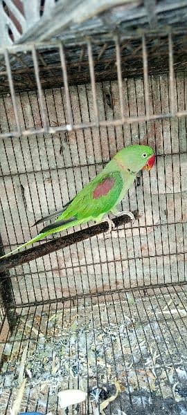 peur kashmiri raw  parrot for sale available 0