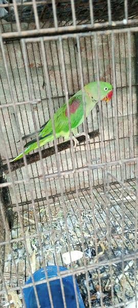 peur kashmiri raw  parrot for sale available 1