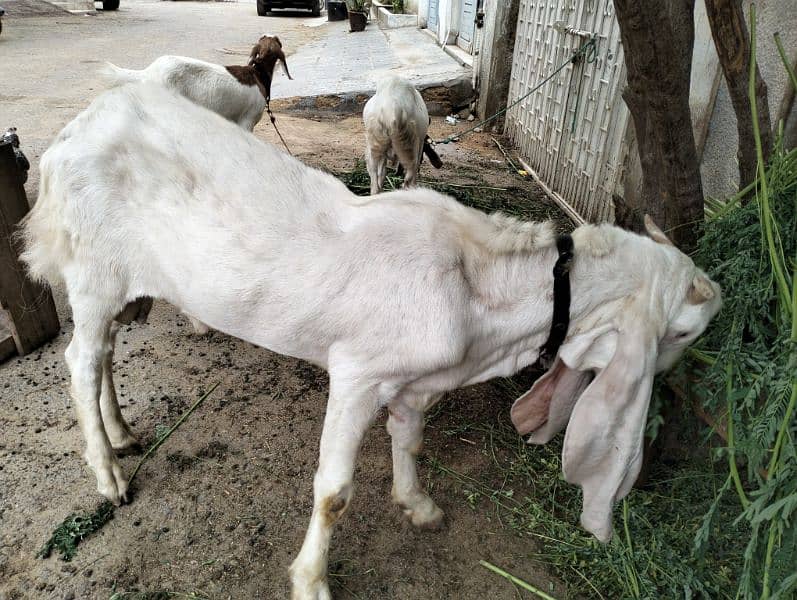 gulabi Bakra for sale 0