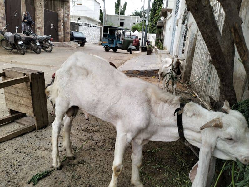 gulabi Bakra for sale 2