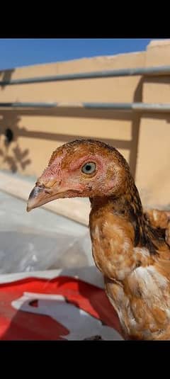 aseel chicks for sale