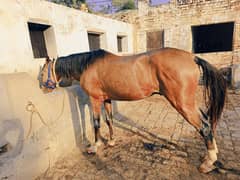 beautiful kulla 5 kalyan horse for sale