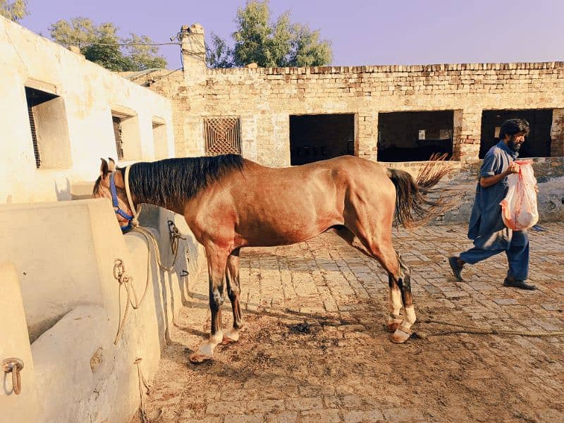 beautiful kulla 5 kalyan horse for sale 1