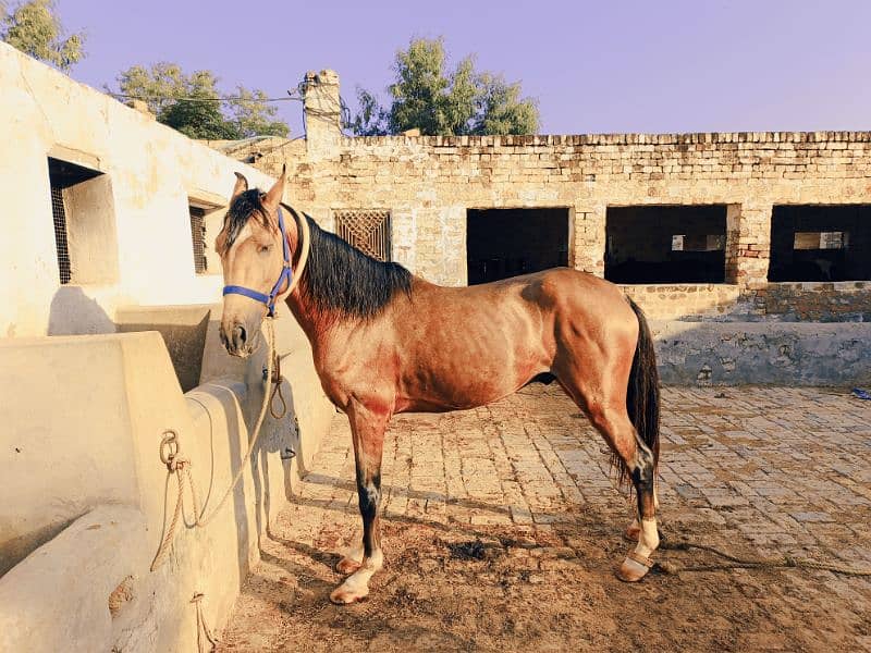 beautiful kulla 5 kalyan horse for sale 2