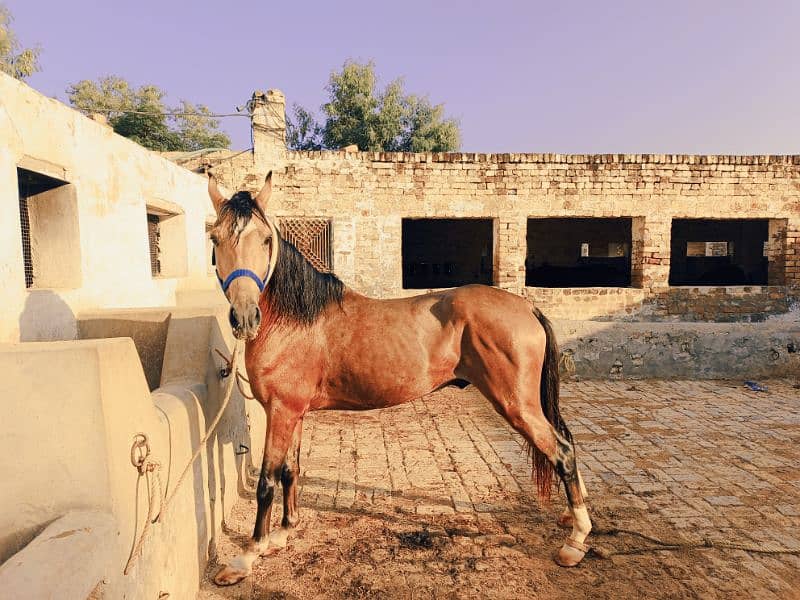 beautiful kulla 5 kalyan horse for sale 3