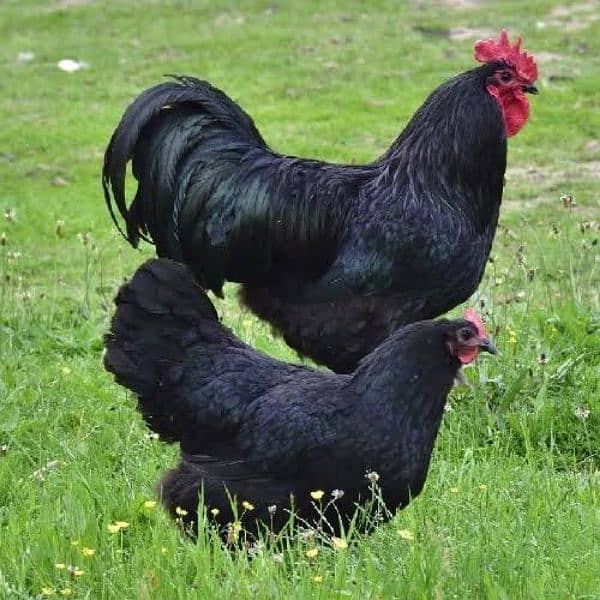 black and blue australorp heritage eggs australop (1 egg/anda price) 3