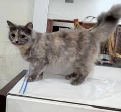 sibaren cat breeder available for new owner