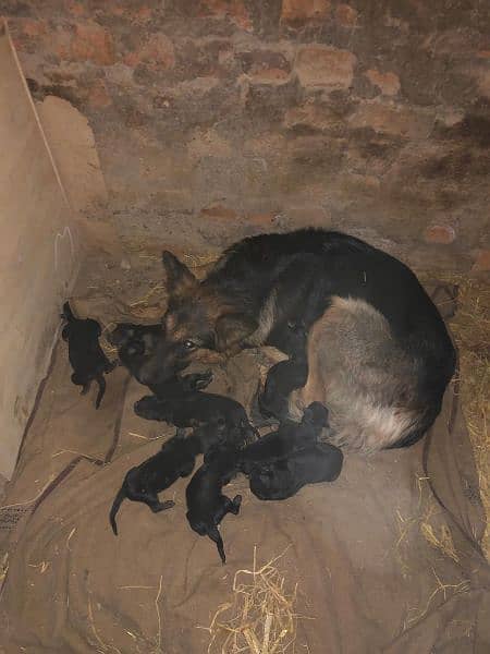 German Shepherd Double Coat Breeder Female 2