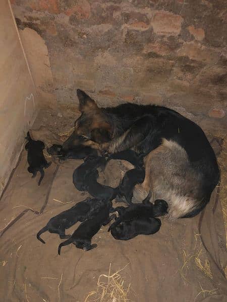 German Shepherd Double Coat Breeder Female 3