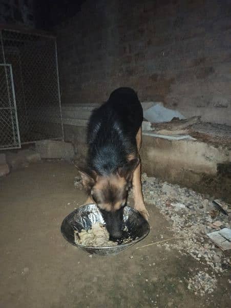 German Shepherd Double Coat Breeder Female 5