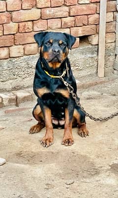 Rottweiler