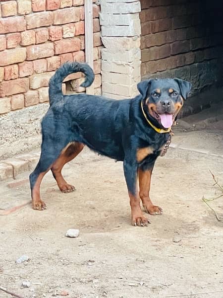 Rottweiler 1