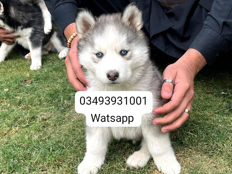 Siberian Husky puppies for sale 1