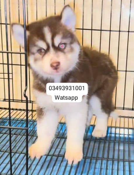 Siberian Husky puppies for sale 2