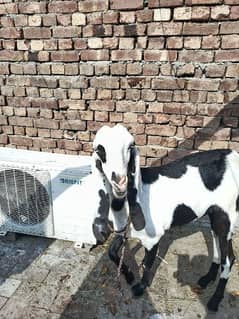 ablack print desi bakri/goat/female