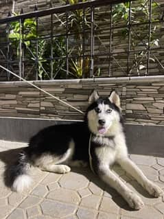 siberian Husky's